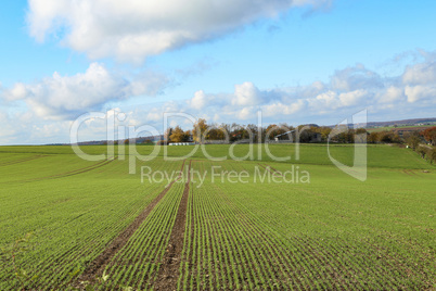 Field with winter crops on a sunny autumn day