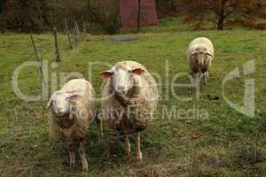 A herd of white sheep grazes on a fenced pasture