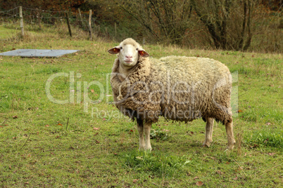 White sheep grazes on a fenced pasture