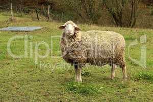 White sheep grazes on a fenced pasture