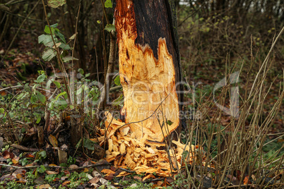 Work of a beaver in forest - A tree is gnawed off