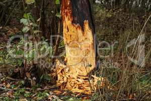 Work of a beaver in forest - A tree is gnawed off