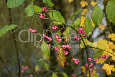 Bright unique pink flowers with fruits of Euonymus europaeus