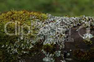 Green moss and lichens on an old log