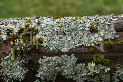 Green moss and lichens on an old log