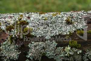 Green moss and lichens on an old log