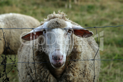 White sheep from behind the wire stares at the photographer
