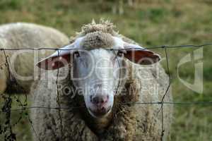 White sheep from behind the wire stares at the photographer