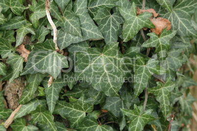 Hedera helix - Green ivy weaves a tree trunk