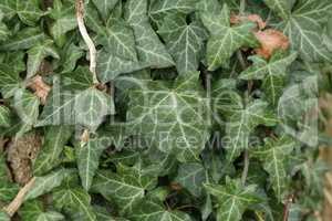 Hedera helix - Green ivy weaves a tree trunk