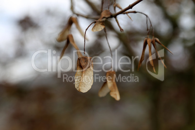 dry maple seeds hanging on a branch in the autumn season