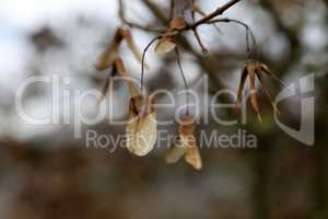 dry maple seeds hanging on a branch in the autumn season
