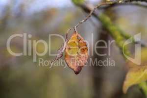 The last yellow leaf on the tree branch