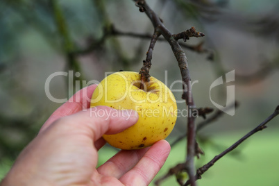 Last apple hanging on a tree in autumn