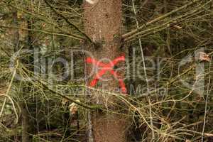 Pine tree in forest marked with red X to be cut down