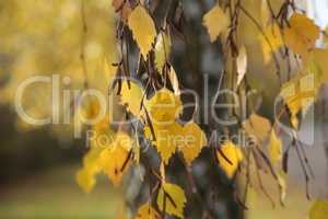 Yellow foliage on birch in the forest in autumn