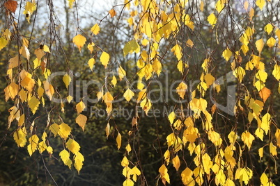 Yellow foliage on birch in the forest in autumn
