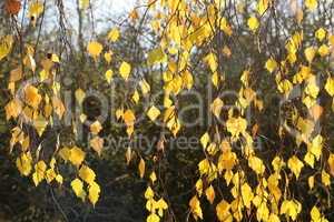 Yellow foliage on birch in the forest in autumn