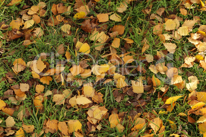 Yellow autumn leaves lie on the ground
