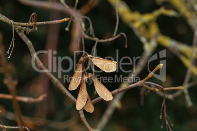 dry maple seeds hanging on a branch in the autumn season