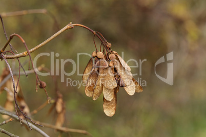 dry maple seeds hanging on a branch in the autumn season