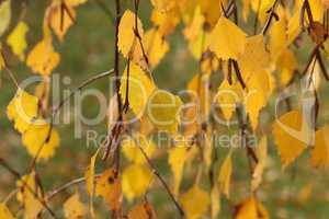 Yellow foliage on birch in the forest in autumn