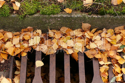 Yellow Autumn leaves blocked water channel system