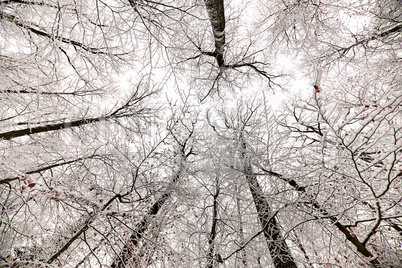 Snow-capped treetops in the forest - View from below.