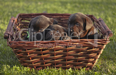 Puppyes in the basket