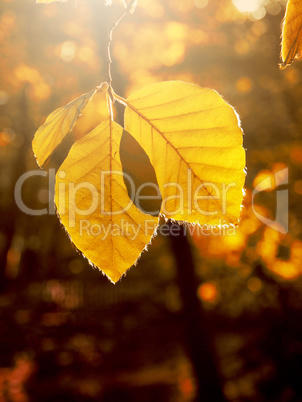 Autumn leaves in the morning backlight