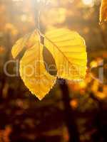 Autumn leaves in the morning backlight