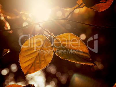 Autumn foliage in the morning backlight