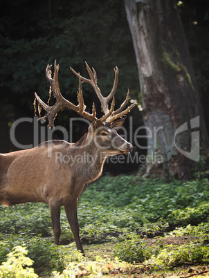 Red deer in the beech forest