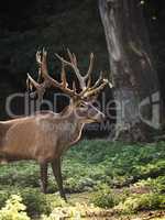 Red deer in the beech forest