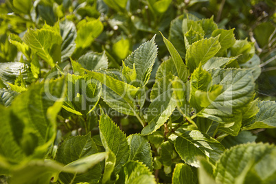 Hydrangea leaves in spring