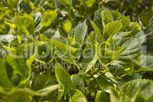 Hydrangea leaves in spring