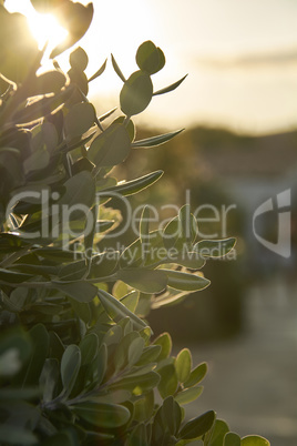 silhouette of leaves at sunset