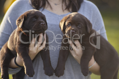 Couple of labrador puppies held in a girl's arms #2