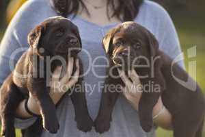 Couple of labrador puppies held in a girl's arms #2