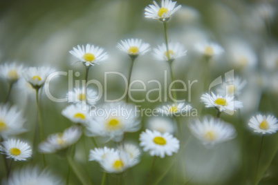 Daisies bokeh 2