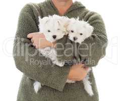 Woman Holding Two Young Maltese Puppies Isolated on White