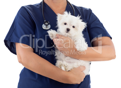 Female Veterinarian with Stethoscope Holding Young Maltese Puppy