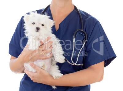 Female Veterinarian with Stethoscope Holding Young Maltese Puppy
