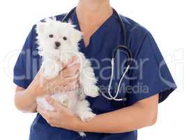 Female Veterinarian with Stethoscope Holding Young Maltese Puppy