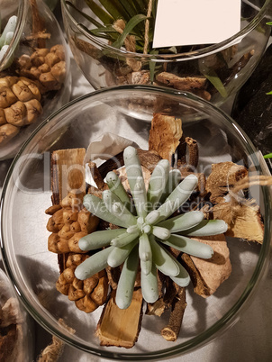 Several types of cactuses in a jar.