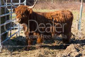 Scottish highland cow