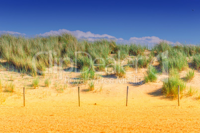 Protected landscape, dune on the beach of Holland