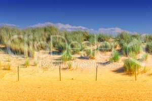 Protected landscape, dune on the beach of Holland