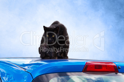 Black cat on a car roof