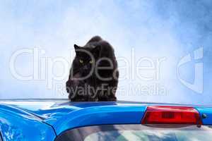 Black cat on a car roof